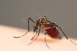 Google Reports Request to Release 32 Million Wolbachia-Infected Mosquitoes in California and Florida