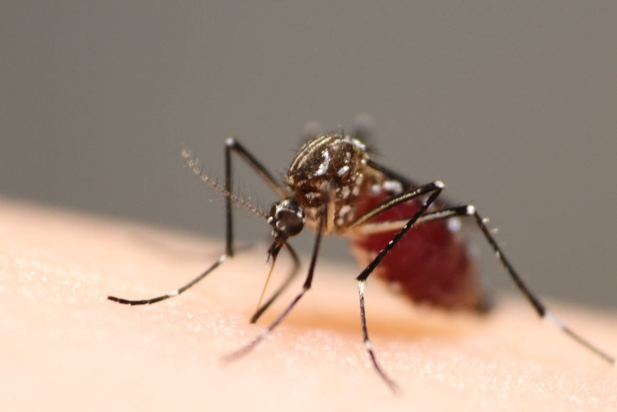 Google Reports Request to Release 32 Million Wolbachia-Infected Mosquitoes in California and Florida